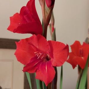 Meet your Posher, Bronwen